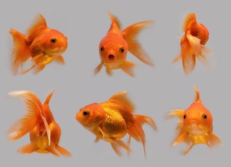 Background Animal, Goldfish Art, Fish Head, Golden Fish, Jewellery Design Sketches, Animation Art Sketches, Pub Decor, Exotic Fish, Beautiful Fish