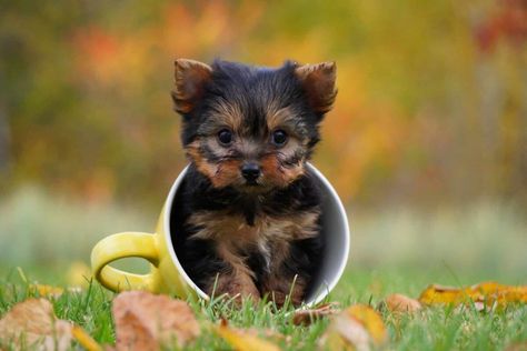 22 Smallest Dog Breeds with Tiny Puppies That Stay Small Smallest Dog Breeds, Smallest Dog, Tiny Dog Breeds, Tiny Puppies, Dog Facts, Small Puppies, Pet Safety, Small Dog Breeds, Dog Memorial