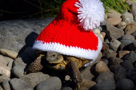 Unusual Outfits, Russian Tortoise Diet, Russian Tortoise, Tortoise Care, Baby Tortoise, Sulcata Tortoise, Galapagos Tortoise, Pet Turtle, Tortoise Turtle