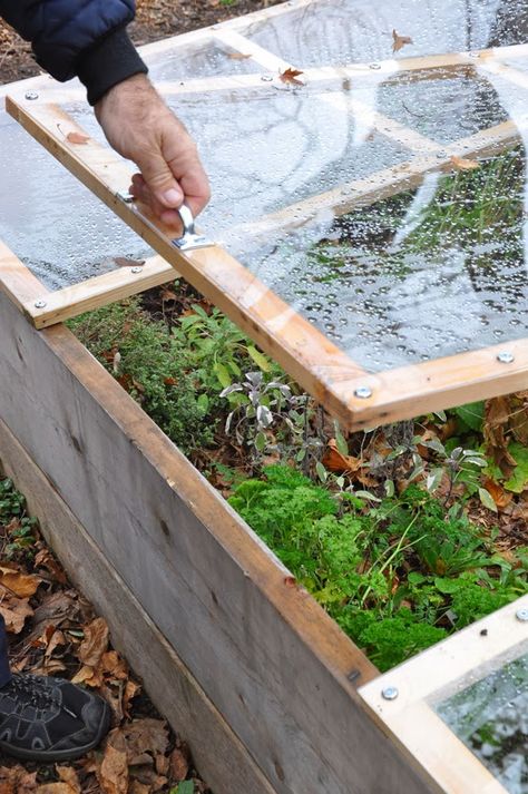 How to Build a Removable Cold Frame on top of your raised veg beds... Cold Frame Raised Bed, Cold Frame Gardening, Vegetable Garden Raised Beds, Diy Raised Garden, Raised Garden Beds Diy, Veg Garden, Cold Frame, Raised Bed, Food Garden