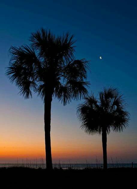 South Carolina State Flag, Residential Landscape Design, Spartanburg South Carolina, Palmetto Moon, Palmetto Tree, Residential Landscape, Stucco Homes, South Carolina Beaches, Carolina Girl