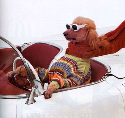 American Vogue, Silly Animals, Oui Oui, Animal Photo, 귀여운 동물, A Car, A Dog, Cute Dogs, Funny Animals