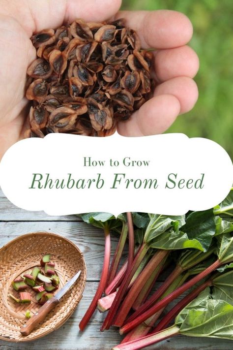 How to Grow Rhubarb from Seed How To Plant Rhubarb, Planting Rhubarb, How To Grow Rhubarb, Grow Rhubarb, Rhubarb Plant, Growing Rhubarb, Strawberry Rhubarb Jam, Rhubarb Plants, Rhubarb Jam