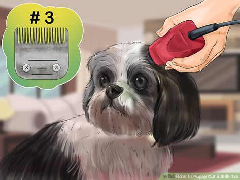 Grooming Shih Tzu Diy, Grooming A Shih Tzu At Home, How To Groom A Shih Tzu At Home, Shitzu Haircuts Boy, Corte Shitzu, Shitzu Haircuts, Dog Grooming Shih Tzu, Shih Tzu Puppy Cut, Dog Grooming Diy