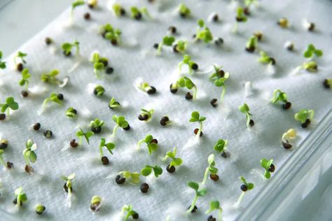 What if you want to start seeds without soil? Here's what you can do. Strawberry Seedlings, Orchid Seeds, Seed Starting Mix, Strawberry Seed, Growing Microgreens, Cucumber Seeds, Growing Cucumbers, Growing Orchids, Growing Strawberries