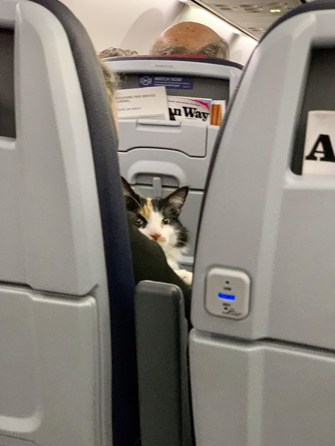 Cat on a plane. His face says it all. What were flying?!? Cat On A Plane, Animal Reaction Pics, Cat In A Car, Traveling With A Cat, Plane Cartoon, Beomgyu Bear, Traveling With Cats, Cat Flying, Instagram Animation