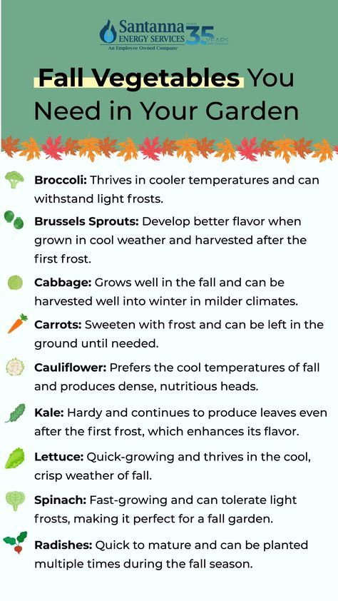 Top Fall Garden Vegetables Fall Crops Vegetable Garden, Fall Veggies To Plant, School Garden Club, Fall Vegetable Garden, Fall Crops, Fall Veggies, Gardening Inspiration, Farm Lifestyle, Fall Vegetables