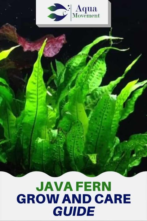 Java Fern, Substrate For Planted Aquarium, Driftwood Aquascape Planted Aquarium, Java Fern Aquarium, Neocardinia Shrimp Tank, Ferns Care, Freshwater Aquarium Plants, Aquarium Setup, Fish Tank Plants