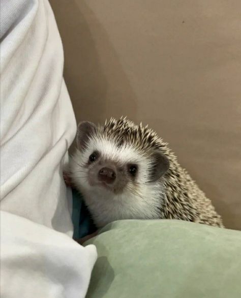 Pet Claims, Wholesome Animals, Pets Aesthetic, Cute Ducklings, Music Backgrounds, Pets 3, Cute Little Things, Wholesome Memes, Hedgehogs