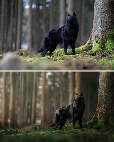 Last Photos With Dog, Pet And Human Photography, Photoshop With Dogs, Black Dog Photography, Pets And Owners Photography, Photoshop For Beginners, Dog Photography Forest, Pet Portraits Photography, Photography Hacks