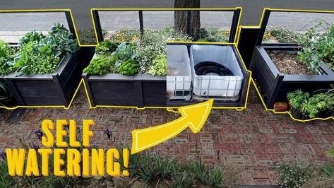 Stylish, self watering raised garden beds! How to build #raisedgardenbed #wickingbed #ibc Self Watering Raised Garden Beds, Watering Raised Garden Beds, Large Vertical Garden, Wicking Garden Bed, Raised Herb Garden, Diy Raised Garden Bed, Alpine Strawberries, Beds Diy, Raised Bed Garden Design