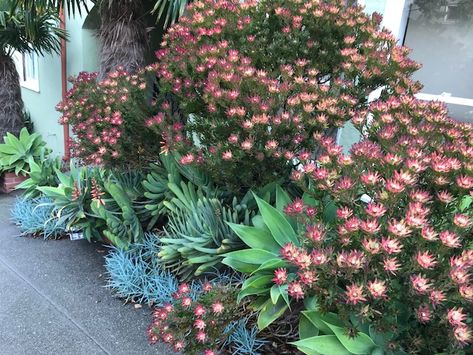 Want a Hip Garden? Know these 5 Protea Family Plants! Leucadendron Landscape, Protea Landscaping, Protea Garden Landscaping, Leucadendron Garden, Fynbos Garden, Protea Garden, Front Garden Landscaping, Protea Plant, African Garden