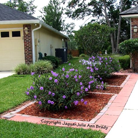 mexican petunia - they grow wild and propagate very quickly but very low maintenance and you can trim them back as they tend to grow at least 3 - 5 feet tall....great for curb appeal by the mailbox! or lined up along the driveway path as shown... etc.. Ruellia Plant, Mexican Petunias, Petunia Garden, Beach Landscaping, Mexican Petunia, Front Yard Flowers, Arizona Garden, Texas Landscaping, Landscape Planning