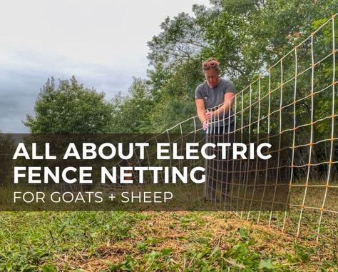 Electric Netting Fence, Best Goat Fencing, Goat Fence, Goats And Sheep, Keeping Goats, Goat Pen, Portable Fence, Fence Options, Goat Care