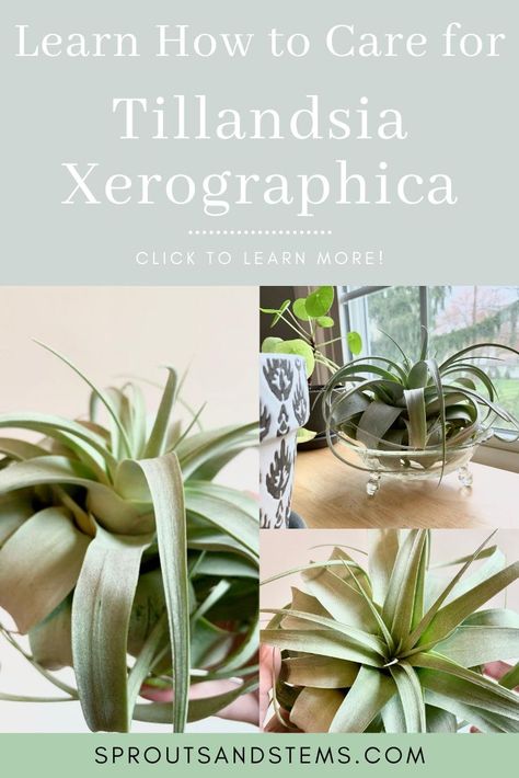 Click to learn all about tillandsia xerographica care! This incredible air plant is deceptively easy to care for and a great houseplant for beginners. This post covers all you need to know abut tillandsia xerographica care | sproutsandstems.com #airplantcare #tillandsiaxerographica #tillandsiaxerographicacare #airplants #sproutsandstems Tillandsia Xerographica, Houseplant Tips, Easy Care Houseplants, Houseplant Care, Air Plants Care, Air Plant Display, Low Light Plants, Unusual Plants, Office Plants