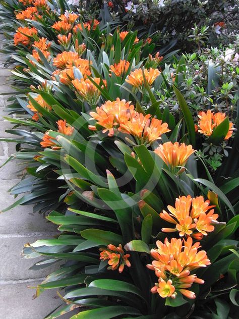 Kaffir Lily, Clivia Miniata, Tree Bed, Shade Garden Plants, Tropical Garden Design, Shade Flowers, Zone 9, Garden Shrubs, Tropical Landscaping