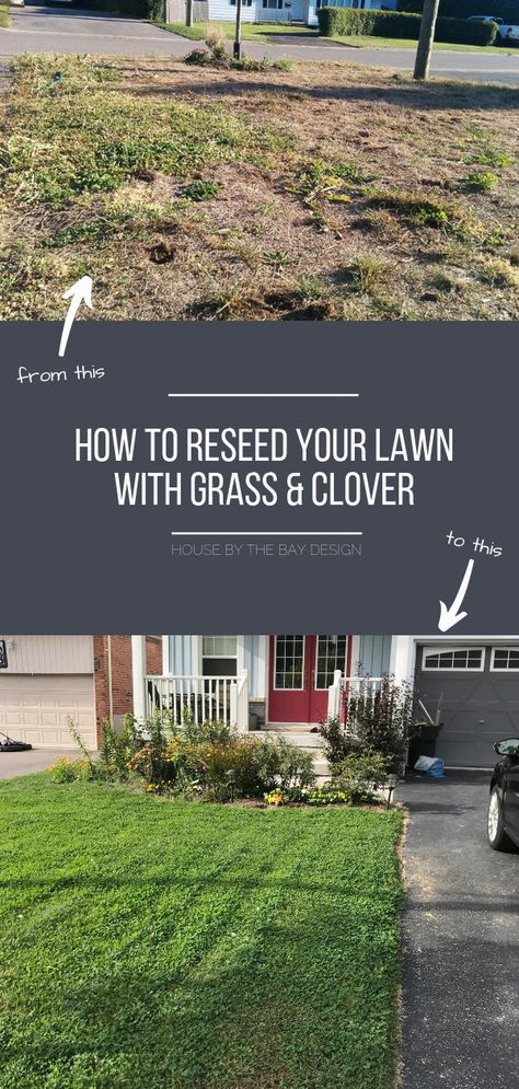 How to Reseed Your Lawn with Grass and MicroClover Best Grass Seed Lawn, Backyard Garden Inspiration, Lawn Grass Types, Backyard Garden Design Ideas, Best Grass Seed, Grass Types, Clover Lawn, Grass Alternative, Landscape Backyard