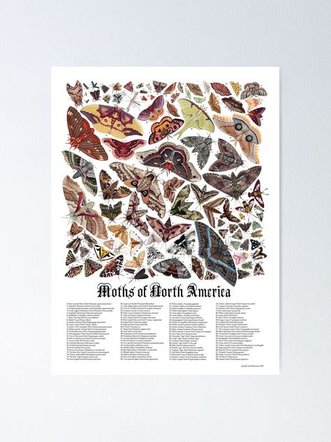 "Moths of North America" Poster by JadaFitch | Redbubble Moth Species, Butterfly Species, Nature Posters, Insect Art, Arthropods, America Art, My Dream House, Sign Printing, Dorm Decor