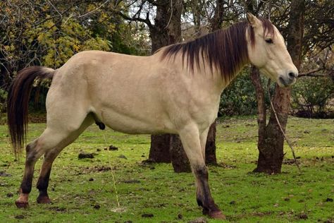 Terms that Describe the Male Horses Male Horse, Female Horse, Diy Horse Barn, Types Of Horses, Horse Diy, Baby Horses, Horse World, Horse Owner, Horse Barn