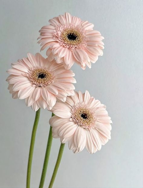 Pretty Flowers Photography, Gerbera Flower, Pink Gerbera, Gerbera Daisy, Flowers Photography, Pretty Flowers, Wallpaper Backgrounds, Pink Flowers, Tulips