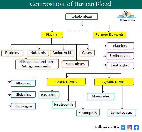 Function Of Blood, Muscle Diagram, Learn Biology, Blood Group, Blood Plasma, General Science, Ssc Cgl, Biology Facts, Past Exam Papers