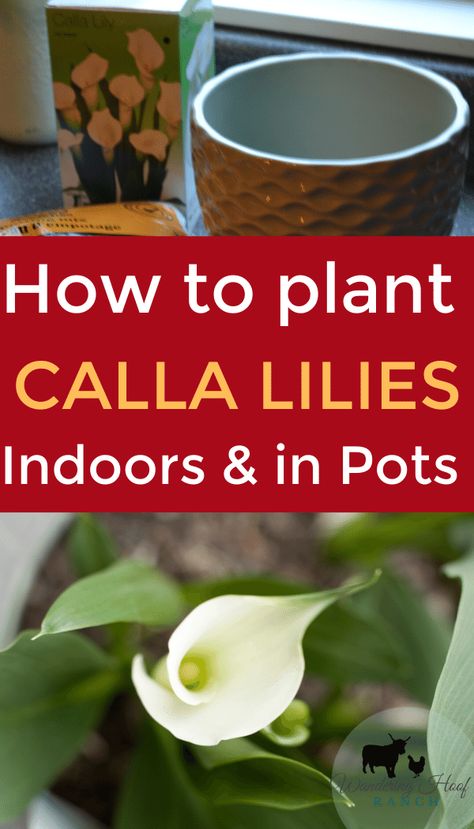 Calla Lily Bulbs, Inexpensive Backyard Ideas, Lily Plant Care, Flower Tips, Growing Cut Flowers, White Lily Flower, Perennial Bulbs, Calla Lily Flowers, Lily Bulbs