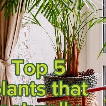 Health Hacks, Humidifiers, Plant Aesthetic, Plant Life, Indoor Plants, Health Tips, Planting Flowers, Acting, Moisturizer