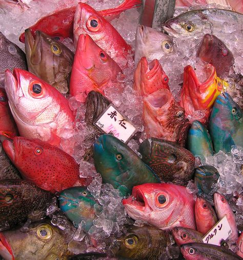 Fish Market - Okinawa Fish Core, Indoor Landscape, Fish Aesthetic, Up On Poppy Hill, Fauna Marina, Core Board, Fish Supplies, Fish Market, Fukushima