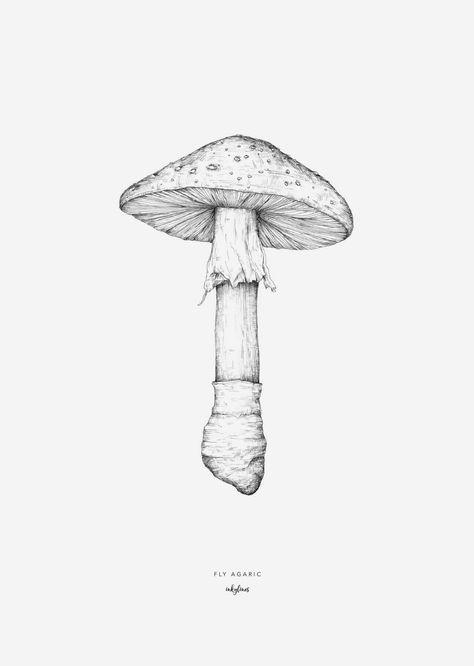 Fly Agaric, Pencil, Black And White, White, Black