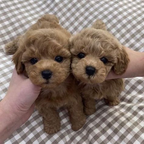 Tiny Toy Poodle, Cute Fluffy Dogs, Poodle Puppies For Sale, Cute Dog Wallpaper, Puppy Mom, Dog Line Art, Big Dog Breeds, Very Cute Puppies