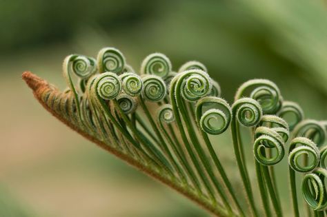 Prehistoric Plants, Spirals In Nature, Living Fossil, Yunnan China, Large Plants, Planting Seeds, Country Life, Coils, Botany