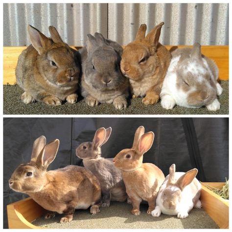 Rex Rabbits, Mini Rex Rabbit, Rabbit Breeds, Farm Photo, Rex Rabbit, Rabbits, Photo Credit, Animals, Quick Saves