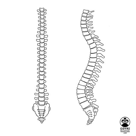 Updated spine for the skeleton puppet I'm using in my tarot series. #trashclown #trashclownart #dyrirattlingourd #theartofdyrirattlingourd #artprocess #behindthescenes #cartomancy #darkart #digitalart #divination #goth #illustration #macabre #minorarcana #occult #pagan #penandink #process #sketch #spookybabes #tarot #tarotcard #tarotcarddesign #tarotreading #theoccult #wip #witch #witchcraft #witchyvibes #workinprogress Spine Side View, Backbone Drawing, Spine Sketch, Spinal Cord Drawing, Spine Illustration, Goth Illustration, Skeleton Puppet, Spinal Cord Anatomy, Bone Drawing