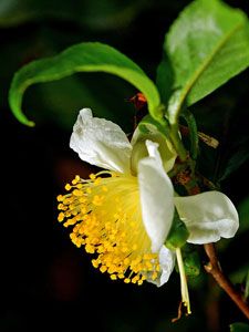 Camellia sinensis [Tea Plant] Flower Darjeeling Tea, Chicago Botanic Garden, Tea Plant, Camellia Sinensis, Seed Shop, Foundation Planting, Flower Tea, Small Trees, Tree Oil