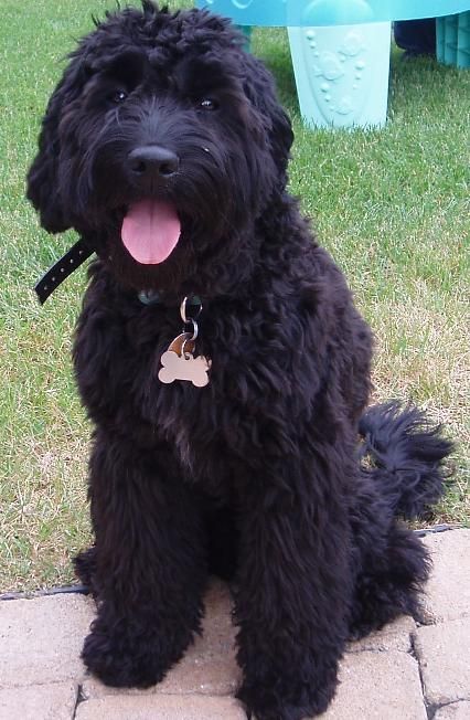 Miniature Goldendoodle (Golden Retriever-Poodle mix) Info, Pictures Goldendoodle Black, Black Goldendoodle, Goldendoodle Haircuts, Goldendoodle Grooming, Black Labradoodle, Labradoodle Puppies For Sale, Doodle Dogs, Golden Doodles, Australian Labradoodle