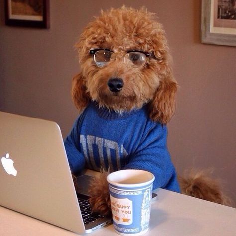 ❤️Too cute! Back To The Grind, Smart Dog, The Grind, Daily Grind, Sweet Animals, Goldendoodle, Mans Best Friend, Animals Friends, Cute Funny Animals