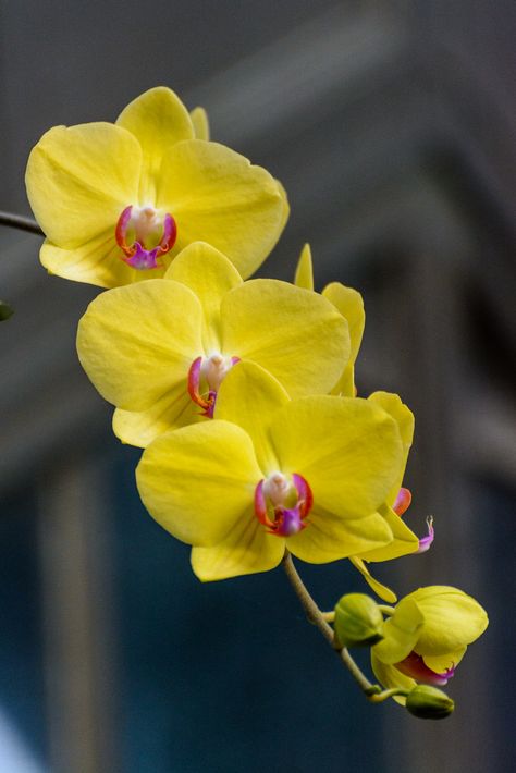 Orchid Photography, Strange Flowers, Yellow Orchid, Exotic Orchids, Art City, Orchid Flowers, Unusual Flowers, The Secret Garden, Phalaenopsis Orchid