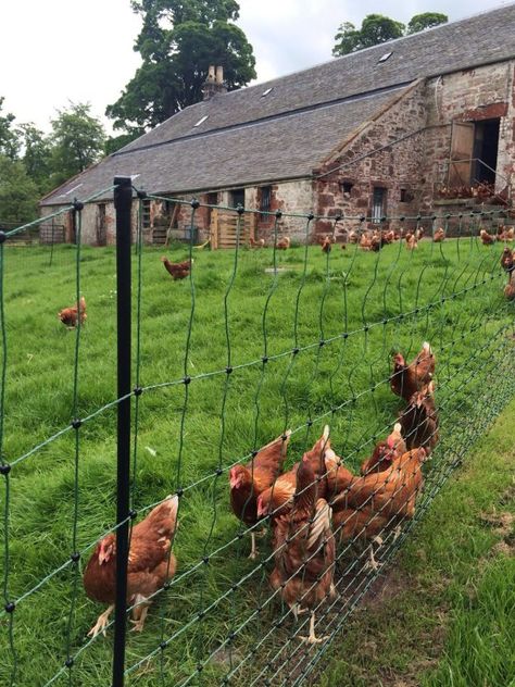 Temporary & Permanent Chicken Electric Fencing | Electric Fencing Direct Temporary Chicken Fence, Chicken Free Range Fence, Chicken Run Electric Fence, Keep Chickens Entertained, How To Keep Chickens Entertained, Meat Animals, Electric Fencing, Chicken Fence, Anime House