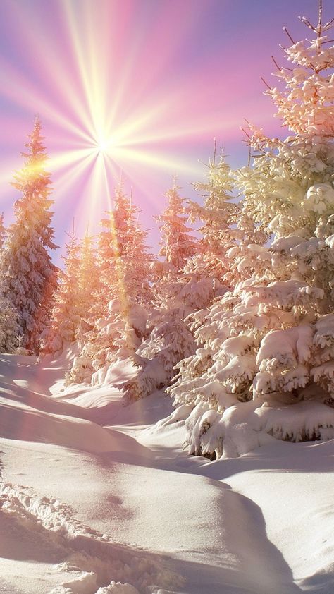 Sager 💙 on Twitter: "Good morning dear Alessandro 💛… " Winter Pine Trees, Christmas Tree Photography, Winter Drawings, Winter Szenen, Snow Covered Trees, Trees Nature, Winter Photos, Winter Sun, Winter Magic