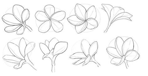 How to Draw a Frangipani Bloom Easily - Step-by-Step Frangipani Art Paintings, Plumeria Drawing Sketches, Frangipani Outline, Fragapani Flower Tattoo, Frangi Pani Tattoo, Frangipani Flower Drawing, Plumeria Sketch, Bali Flower Tattoo, Plumeria Flowers Drawing