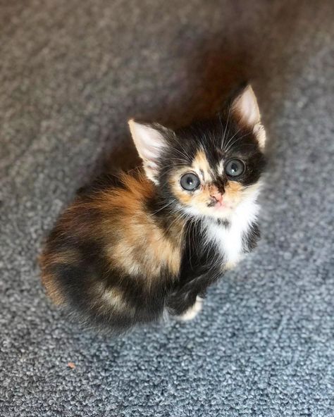 Tiny Kitten Lost All Her Family Gets Rescued And Blossoms Into A Beautiful Cat - Cats My Life Cute Tiny Kittens, Hoodie Reference, Tiny Kittens, Cute Puppies And Kittens, Ginger Kitten, Calico Kitten, Cat Pfp, Tiny Cats