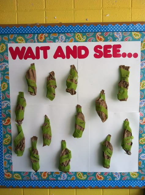 Quality tips from Mrs. Gould: Wrap egg carton caterpillars in paper bag/crepe paper cocoons. Make a countdown. While the kids are home, replace the caper pillars with tissue paper butterflies. Let them open the cocoons to see the magic in your classroom! Bug Theme Preschool, Butterfly Science Activities, Tissue Paper Butterflies, Chrysalis Craft, Preschool Bug Theme, Egg Carton Caterpillar, Diy Egg Carton, Caterpillar Preschool, Hungry Caterpillar Craft