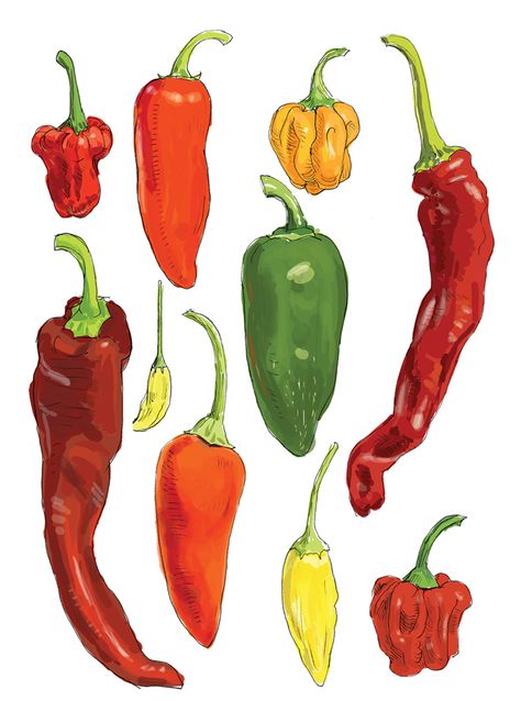 Food Illustration Design, Kitchen Artwork, Graffiti Logo, Berkeley California, Back Tattoo Women, Marker Drawing, Art Collage Wall, Art Business, Chili Pepper