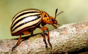 Colorado Potato Beetle .The Colorado potato beetle (Leptinotarsa decemlineata), also known as the Colorado beetle, the ten-striped spearman, the ten-lined potato beetle or the potato bug, is a major pest of potato crops. It is approximately 10 millimetres (0.39 in) long, with a bright yellow/orange body and five bold brown stripes along the length of each of its elytra. It can easily be confused with its close cousin and look-alike, the false potato beetle. Colorado Beetle, Potato Beetle, Potato Bugs, Journal Nature, North And South, Science News, Bugs And Insects, The Journal, Look Alike