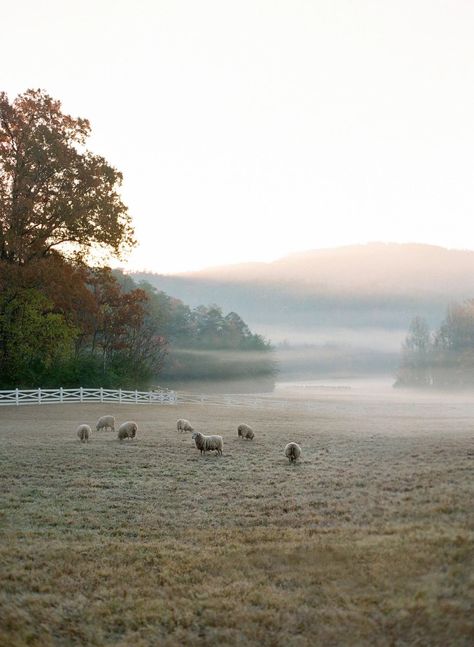 Sheep Landscape, Blackberry Farms, Jose Villa, Future Farms, Beautiful Pics, Fine Art Wedding Photography, Fine Art Wedding Photographer, Future Life, The Ranch