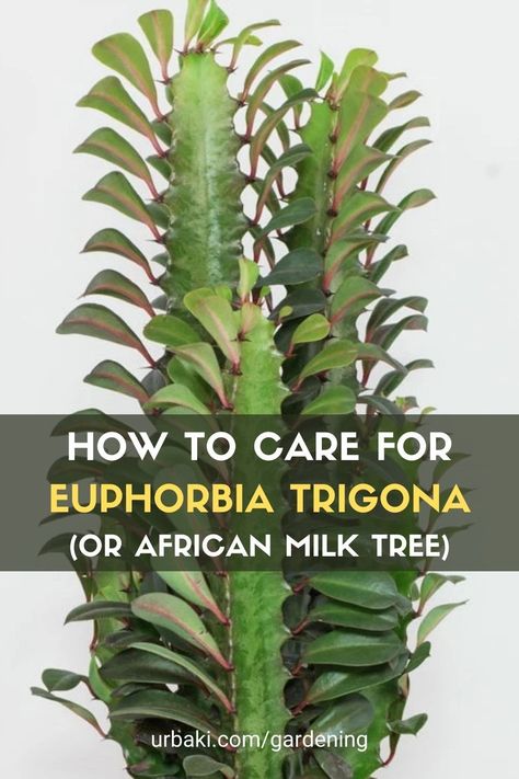 The African milk tree, also known as Euphorbia Trigona or candelabra cactus. This video on Euphorbia Trigona care is perfect for you. You might be surprised but, it is not a cactus as it has leaves and cacti have no leaves. In the video, she goes over the basic care details to help you on your journey to growing the best possible succulents at home. #urbakigardening #gardening #succulent #africanmilktree #euphotbiatrigona #candelabracactus #beginnerssucculents Candelabra Cactus, Euphorbia Plant, Suculent Plants, Euphorbia Trigona, African Milk Tree, Milk Plant, Sansevieria Plant, African Plants, Cactus Care