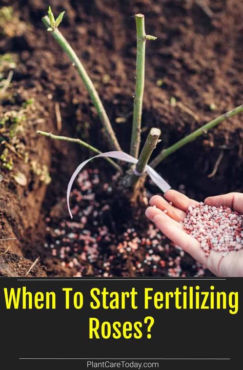 When To Start Fertilizing Roses? Rose Care For Beginners, When To Fertilize Roses, Rose Fertilizer Homemade, What To Plant With Roses, Roses Garden Ideas, Planting Rose Bushes, When To Prune Roses, Roses Garden Care, Prune Roses