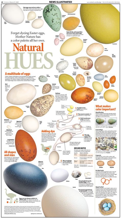 Bird Egg Identification, Psychology Infographic, Birds Eggs, Egg Photo, Bird Nests, Easter Egg Dye, Bird Eggs, Backyard Chickens, Chicken Coops