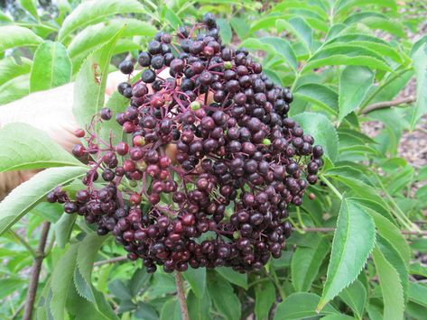 Elder Berry, Raspberry Trellis, Elderberry Plant, Elderberry Bush, Deer Resistant Plants, Berry Bushes, Perennial Shrubs, Plant Delivery, Plant Guide