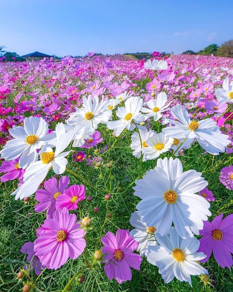 Image may contain: flower, plant, sky, nature and outdoor Friendship Flowers, Beautiful Flowers Photography, Cosmos Flowers, Good Morning Beautiful Pictures, Spring Wallpaper, Flower Landscape, Flower Therapy, African Violets, 판타지 아트